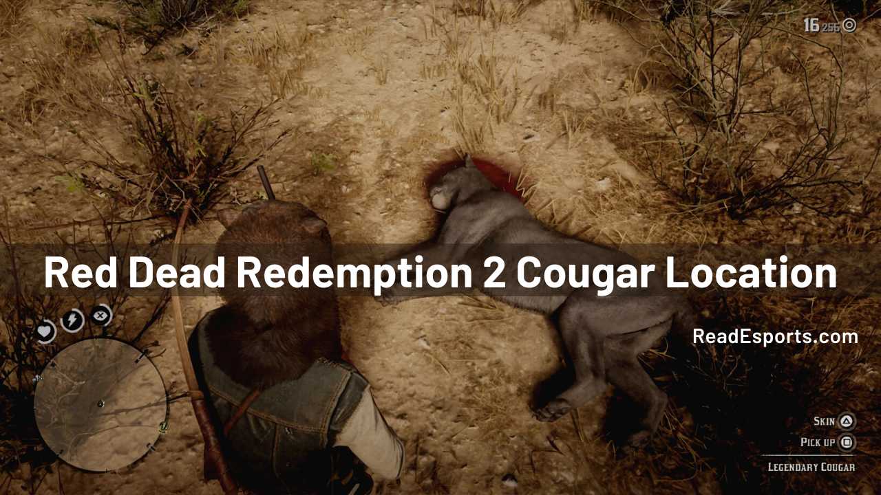 cougar locations rdr2, cougars rdr2, rdr2 cougar hunting, rdr2 cougar location, rdr2 cougar locations, red dead redemption 2 cougar location